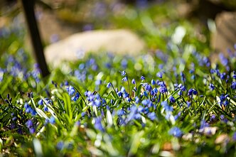 Bernardinų kapinėse žydi sibirinės scylės