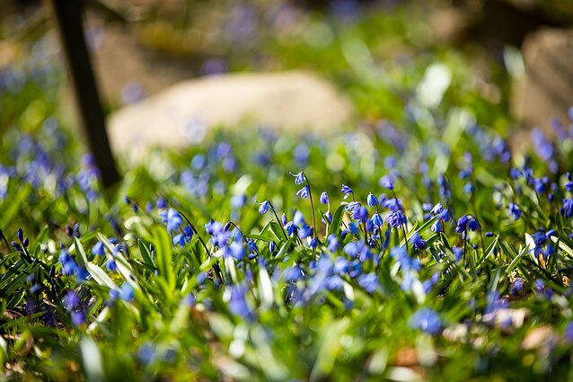 Bernardinų kapinėse žydi sibirinės scylės