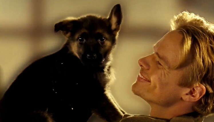 Šunys – draugai ir karo lauke: Pirmajame pasauliniame jų galėjo tarnauti net 16 mln.