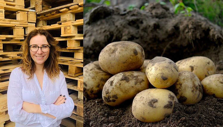 Naujos karščiui ir sausroms atsparios bulvių veislės