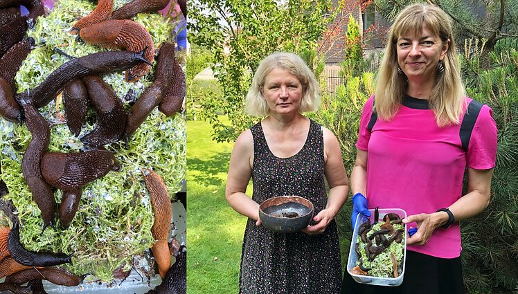 Efektyvesnė kova su invaziniais šliužais ir dažniausios sodininkų klaidos