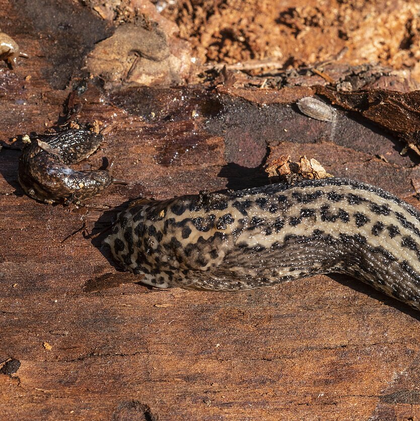 S.Paltanavičius, Šliužas