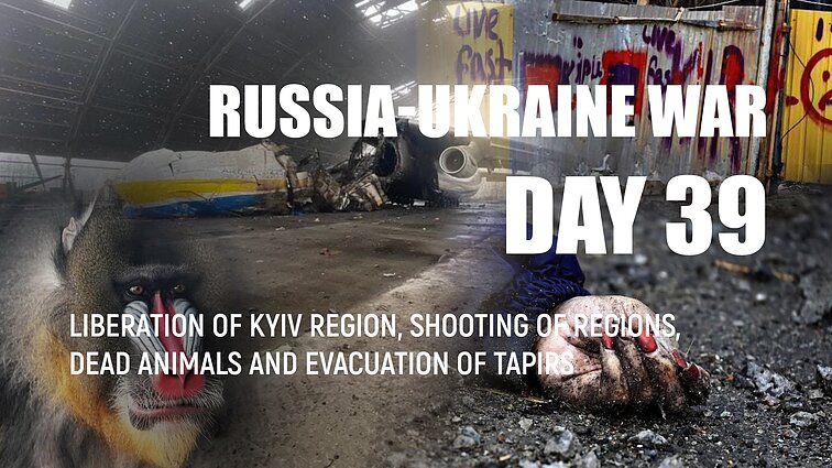 Day 39 of invasion. Kyiv region liberated from russian occupation troops
