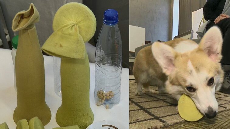 Dizainerė šuniui sukūrė žaislus iš nereikalingų daiktų: vadina juos brangiais, bet ne dėl kainos