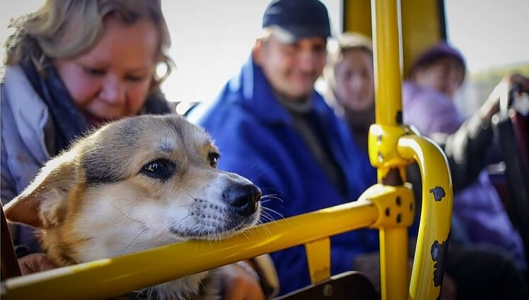 Pagalba iš Ukrainos atvežamiems gyvūnams – būtina: vieni patirtą baimę užmiršta greitai, kiti atsigauna lėčiau