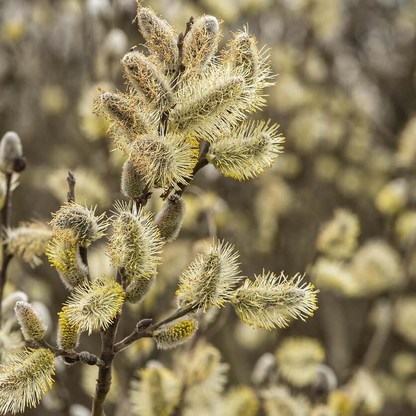 S.Paltanavičius, Blindė