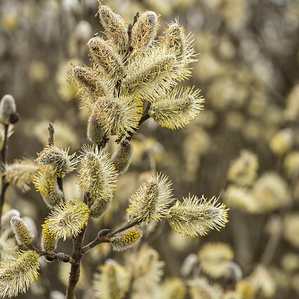 Gamta – visų namai. Blindė - pavasario vabzdžių maitintoja
