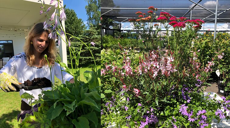 Daugiamečių gėlių kompozicijos saulėtam balkonui bei pavėsiui