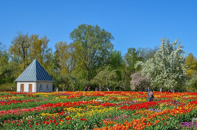 Tulpių žydėjimo šventė Burbiškio dvare