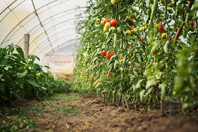 Žuvies galva – ne visada geriausias pasirinkimas: specialistai pataria, kaip teisingai naudoti trąšas, kad derlius būtų gausus