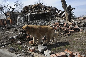 Gyvūnai per Rusijos karą Ukrainoje 