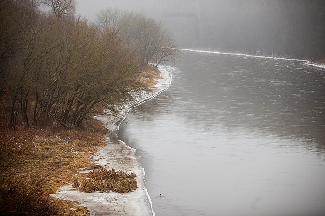 Siekiant atkurti žuvų išteklius vandens telkiniuose, į Nerį paleista 50 tūkst. unguriukų