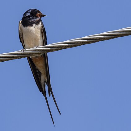 Gamta – visų namai. Pirmoji kregždė - jau pavasaris?