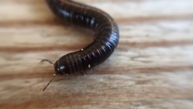 Gamtininkas apie šimtakojus: kenkti į daržus ateina tik neišsimaitinę iš komposto