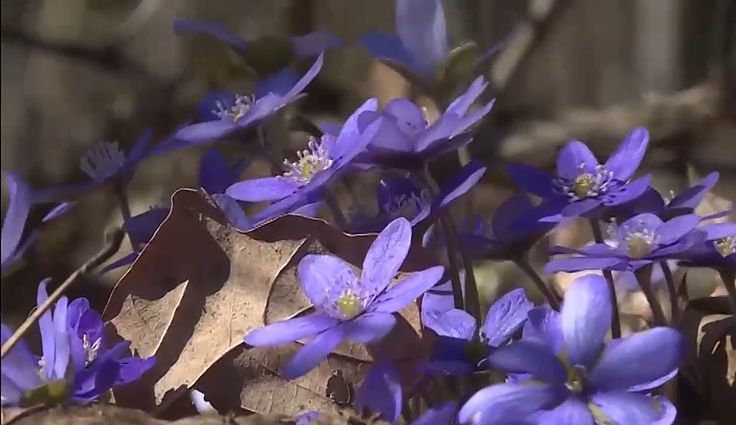 Mažeikiuose vyks 9-oji žibučių žydėjimo šventė: kviečiami visi norintys patirti pavasario grožį