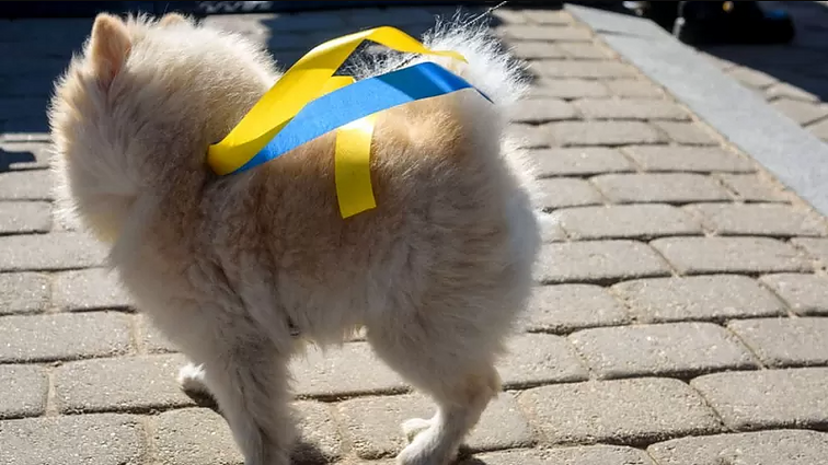 Собачка с украинской ленточкой (акция солидарности с Украиной, 3 апреля, Даугавпилс)
