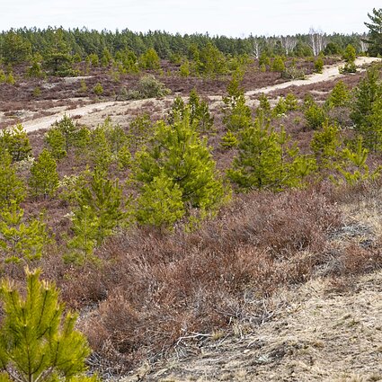Gamta – visų namai. Kokia ateitis laukia augalijos ir gyvūnijos Rūdininkų girioje steigiamame kariniame poligone