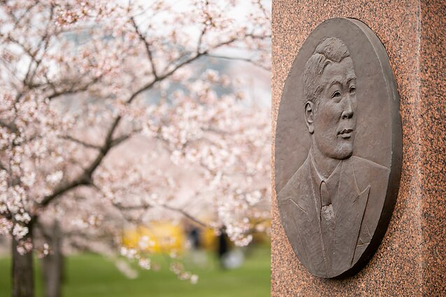 Japanese cherry blossoms in Vilnius