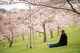 Japanese cherry blossoms in Vilnius