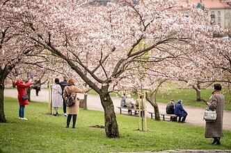 Japanese cherry blossoms in Vilnius