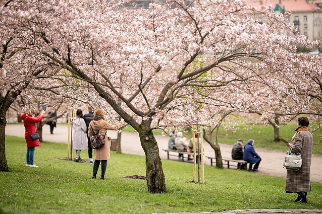 Japanese cherry blossoms in Vilnius
