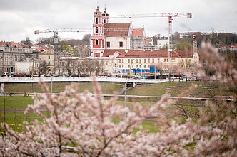 Japanese cherry blossoms in Vilnius