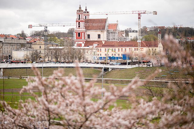 Japanese cherry blossoms in Vilnius