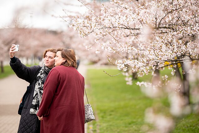 Japanese cherry blossoms in Vilnius