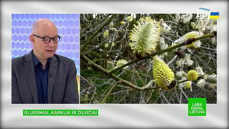Gamtininkas apie gluosnius: šie medžiai turi begalę gydomųjų savybių