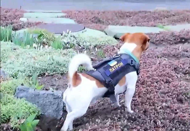 Ukrainos herojus – šuo vardu Patronas: keturkojis šalies išminuotojams padėjo aptikti daugiau kaip 150 minų