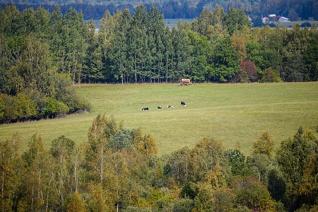 Piligriminį „Camino Lituano“ kelią papildo nauja atšaka: ji vingiuoja per gražiausias Žemaitijos vietoves