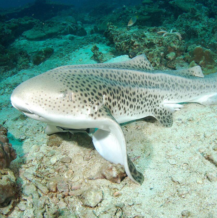 Tomas Kupetis, Vagabondai. Povandeninis pasaulis. Tai kur gražiausi rykliai?