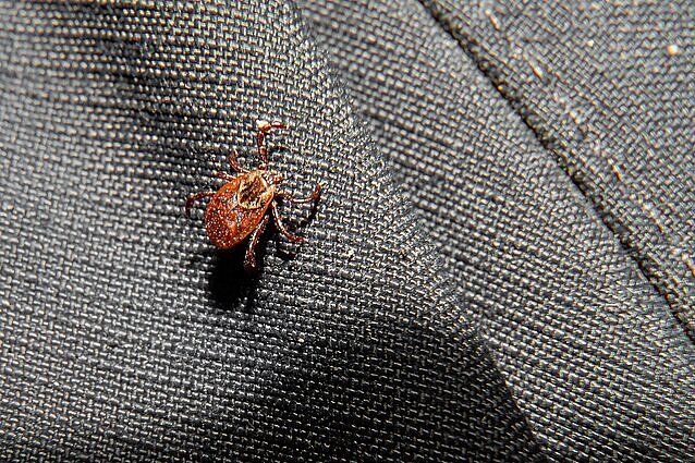 Entomologė: Lietuvos sergamumas erkiniu encefalitu išlieka didžiausias Europoje – nėra nei vieno saugaus rajono, kur nesutiktume erkių