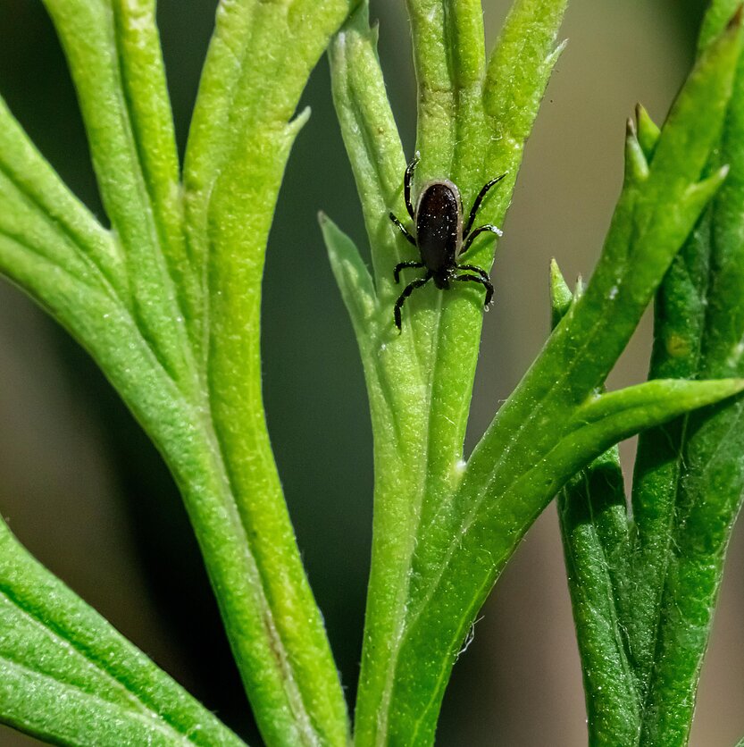 Erik Karits/ Unsplash, Ixodidae erkė