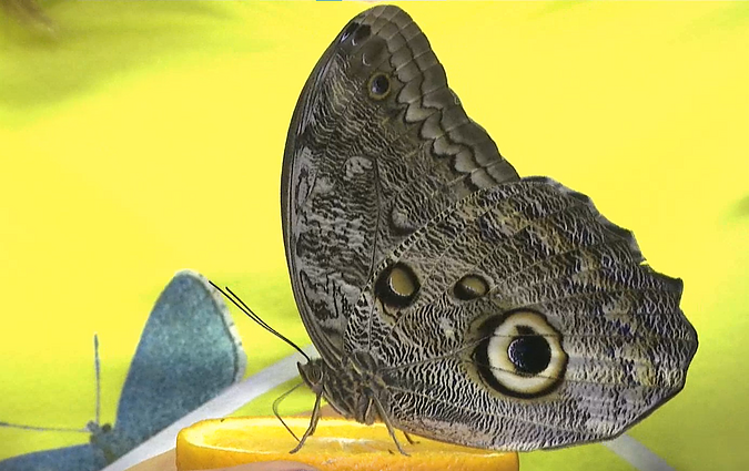 Drugelių parodos organizatorė: jų grožis trumpalaikis – reikia džiaugtis čia ir dabar