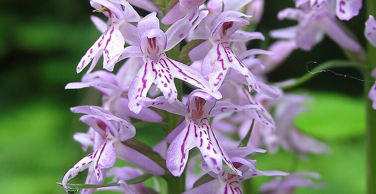 Lietuvoje auga virš 30 orchidėjų rūšių – pirmosios jau pasirodė šlaituose