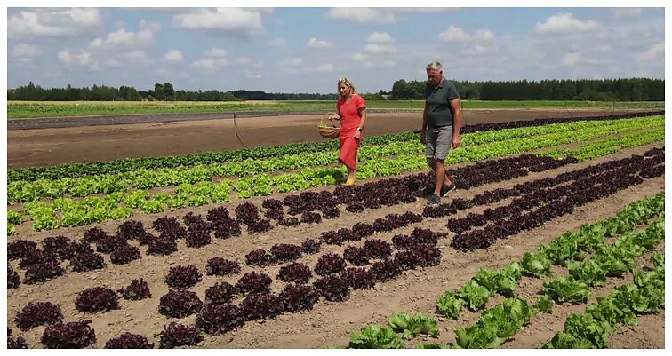 Kaip užsiauginti gardžias salotas