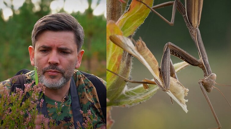 Gamtininko užrašai. Maldininkus stebėjęs Čepulis tapo retai matomo įvykio liudininku: išvydo, kaip dama suvalgo savo kavalierių