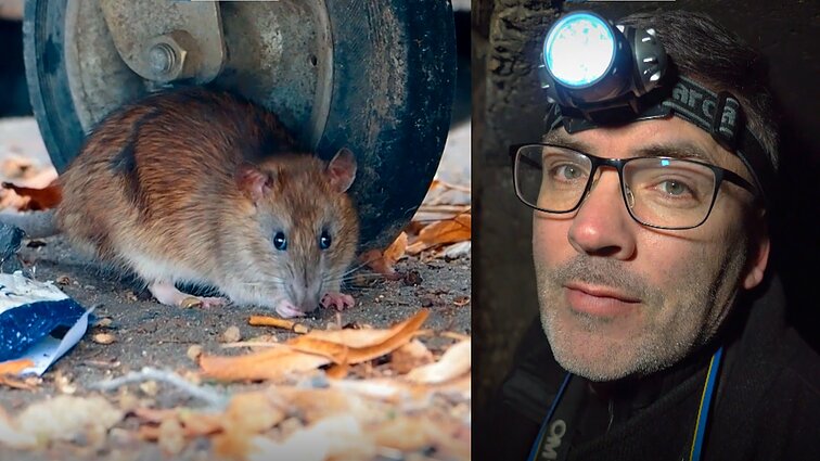 Žiurkių Vilniuje ieškojęs Čepulis: gyvūnai mieste gyvena po žeme, ant žemės, mūsų namuose