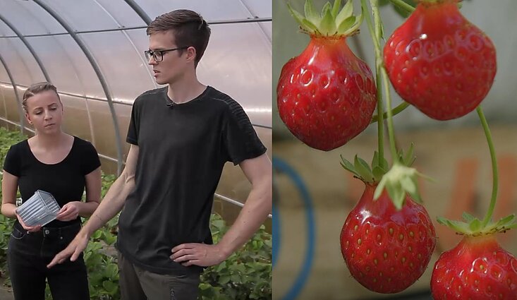 Širvintų rajone jauna pora įkūrė uogų ūkį: atskleidė, kurios braškės skaniausios ir kodėl verta rinktis lietuviškas