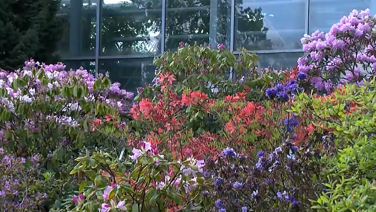 VDU botanikos sode grožimasi žydinčiais rododendrais: kai kurių rūšių išauginti dar nepavyksta