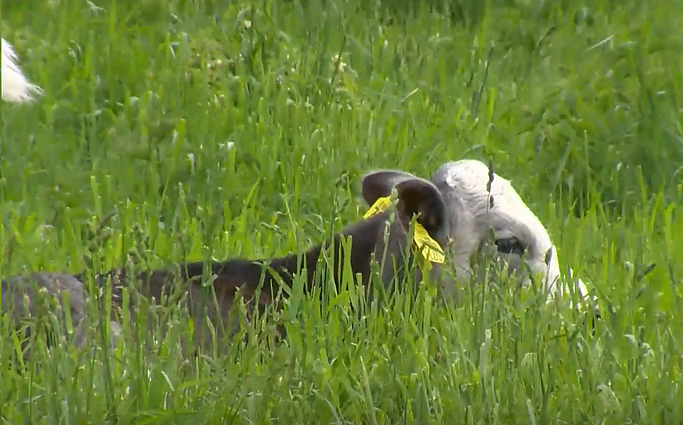 Kalvarijos savivaldybėje – žiaurus elgesys su gyvūnais: savininkui gresia bauda iki 4 tūkst. eurų