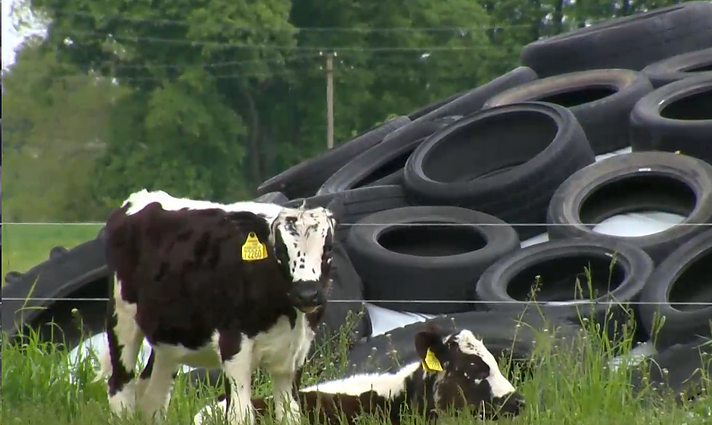 Panorama. Žiaurus elgesys su gyvūnais galvijų ūkyje: ketina konfiskuoti 70 gyvulių (su vertimu į gestų k.)