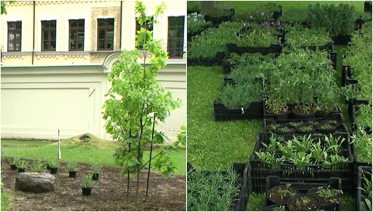 Labas rytas, Lietuva! Šeštadienis II d. Žaliosios dirbutvės prezidentūros parke: sodinama edukacinė medingų augalų pievelė