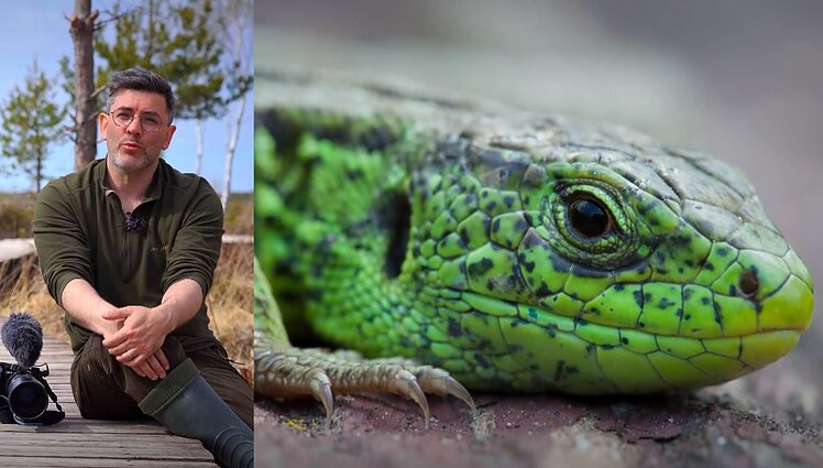 Gamtininko užrašai. Čepulis pasakoja apie roplius Lietuvoje: driežai čia irgi būna egzotiškų spalvų