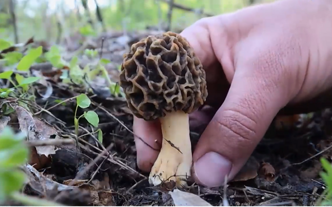 Pavasariniai grybai briedžiukai: Europos skanėstai Lietuvoje mažiau populiarūs