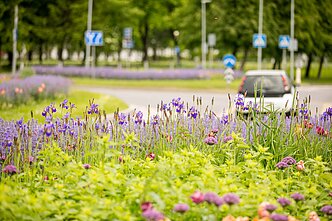 Gėlynas Vilniuje, Santariškėse