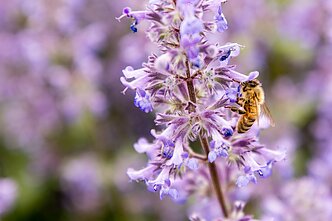 Gėlynas Vilniuje, Santariškėse