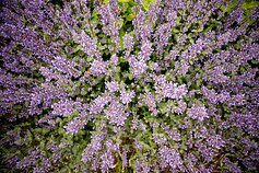 Gėlynas Vilniuje, Santariškėse