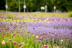 Gėlynas Vilniuje, Santariškėse